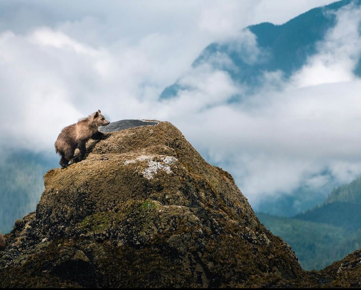 A bear climbs to the top of a rise in the inter-tidal area on the coast.